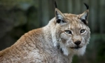Lynx обикновен (евразийски рис)